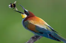 La naturaleza Europea más salvaje, abeja apetitosa La naturaleza Europea más salvaje, abeja apetitosa