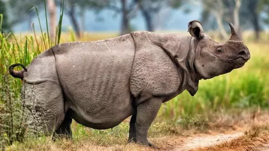 Se extinguió el rinoceronte de Java que vivía en Vietnam