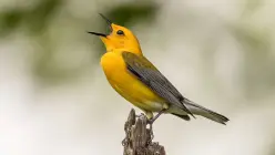Los pájaros también tuitean  Los pájaros también tuitean