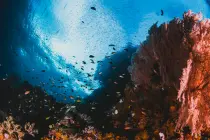 Google Street View incorpora paseos bajo el agua  Google Street View incorpora paseos bajo el agua